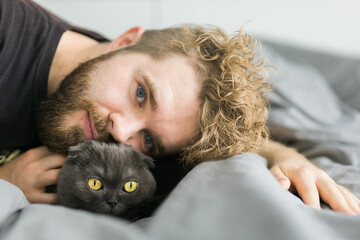Funny scottish fold cat lying with male owner in bed. Pet concept