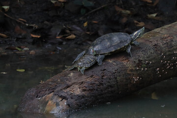 turtle on the rock
