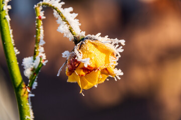 Eingefrorene Rosenblüte im Winter mit Eiskristallen und Rauhreif bedeckt