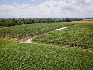 papaya and banana corn cultivation near Villavicencio Meta, Colombia