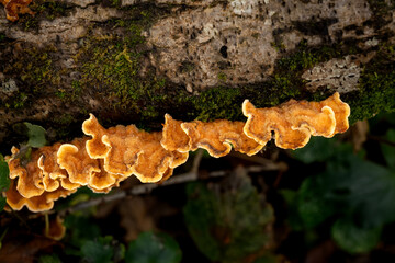 Stereum fungus and moss on a woodland tree