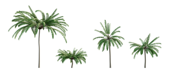 palm tree 