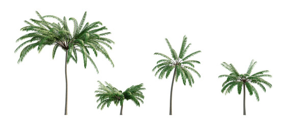 palm tree isolated on white background, palm tree isolated on white, tropical tree - obrazy, fototapety, plakaty