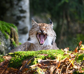 Eurasian lynx indulges in a serene springtime grooming session, capturing the essence of relaxation and pristine wilderness beauty.