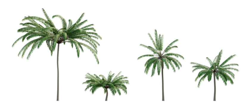 palm tree 