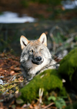 European spring unveils the untamed beauty of a wild wolf, leisurely relaxing amidst the enchanting woodland, capturing the essence of nature's harmony.