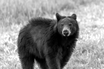 Black bear in field fur sticking up   paintography