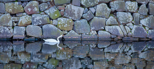 Tranquil Tokyo: Swan Glides by Riverside Stone Wall