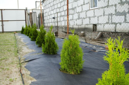 Landscaping work in the courtyard of the house.  Young beautiful green thuja smaragd trees are planted in a row.  Care and planting in the spring season.