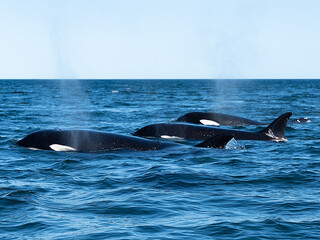 Drei Orcas (Orcinus orca)