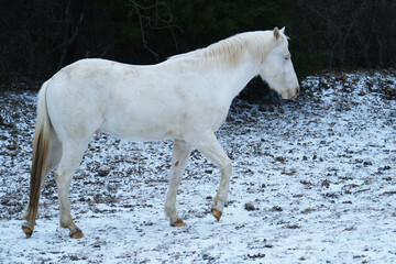 White horse in winter snow and ice during cold weather in Texas farm landscape.