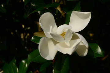Flower and foliage of Magnolia grandiflora, Southern magnolia