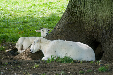 sheep resting in the shade of a tree