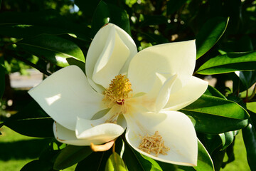 Fototapeta premium Flower and foliage of Magnolia grandiflora, Southern magnolia