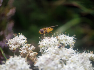 hoverfly on leaf