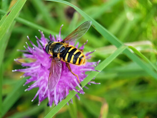 hoverfly on leaf