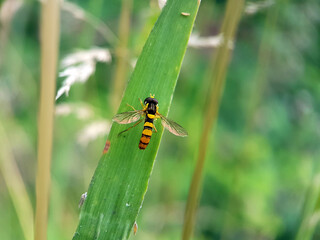 bug on a leaf