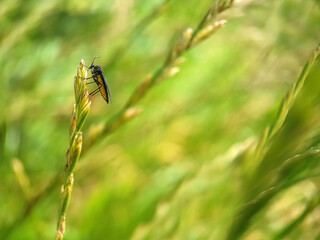 fly on a green leaf