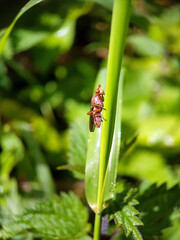 fly on a leaf