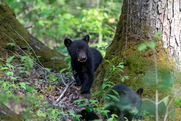 Foto op Canvas Black bear cub looking around tree © dfriend150