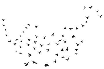 Silhouette sketch of a flock of flying forward birds. Takeoff, flying, flight, flutter, hover, soaring, landing - obrazy, fototapety, plakaty