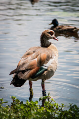 Egyptian goose stood at the edge of a park lake.