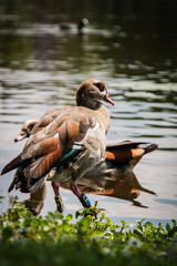 Egyptian goose stood at the edge of a park lake.