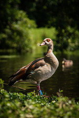 Egyptian goose standing on the edge of a park lake.