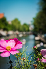 Pink Cosmos in bloom atop a bridge over a canal in Amsterdam, Netherlands.