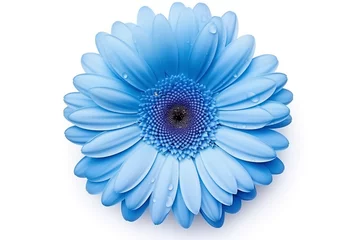 Poster bud of gerbera blue flower, top view, drops of water, stamens, isolated on light background © -=RRZMRR=-