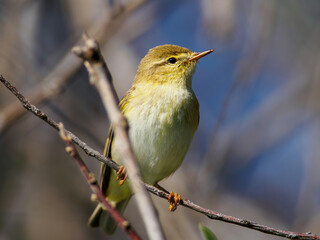 Willow Warbler - Phylloscopus trochilus in Camargue, France