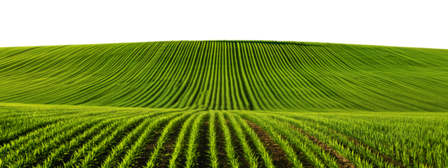 green field isolated against a white transparent background, png. Green field, agricultural landscape
