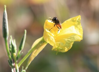 A bee collects nectar on a yellow flower.