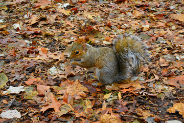 Gray Squirrel (Sciurus carolinensis) collects nuts in the park, Wild animals, Manhattan, New York, USA