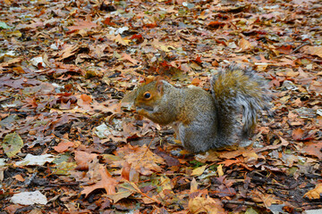 Gray Squirrel (Sciurus carolinensis) collects nuts in the park, Wild animals, Manhattan, New York, USA