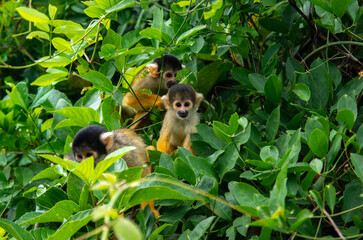 Un singe saimiri commum dans la forêt amazonienne 