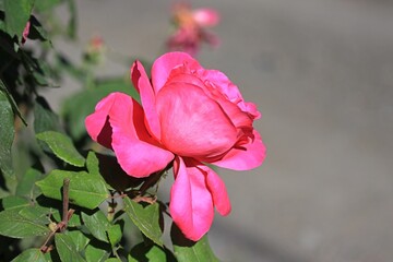 pink rose in the garden