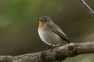 暗き森のヒタキの雄