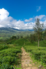Obraz premium Highland tea plantations on the island of Sri Lanka.