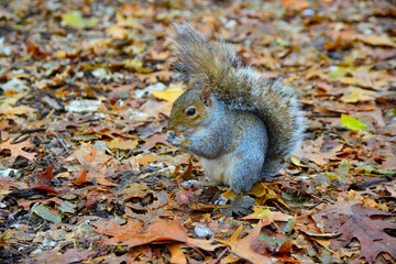 Gray Squirrel (Sciurus carolinensis) collects nuts in the park, Wild animals, Manhattan, New York, USA