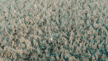 givre