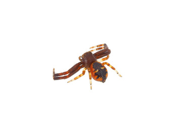 Napoleon spider isolated on white background, Synema globosum