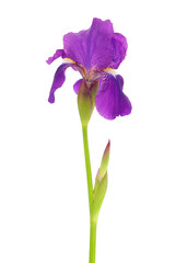 Bearded iris plant isolated on white background, Iris germanica