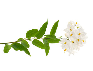 Potato vine plant isolated on white background, Solanum laxum