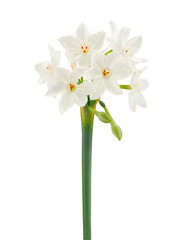 Paperwhite narcissus flowers isolated on white background, Narcissus papyraceus - obrazy, fototapety, plakaty