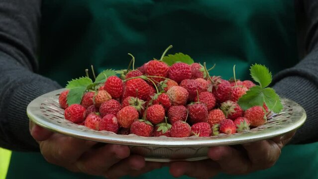 Woman keeps strawberry in bowl in hands, holding fresh strawberries berry in basket in the garden outdoors in summer day. Nature Ecology Food concept. Delicious and healthy fruit