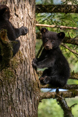 Black bear cub up a tree sitting on a limb