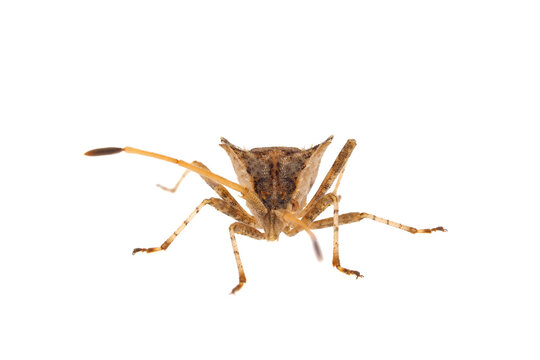 Western conifer seed bug isolated on white background, Leptoglossus occidentalis