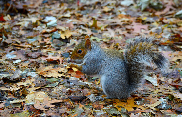 Gray Squirrel (Sciurus carolinensis) collects nuts in the park, Wild animals, Manhattan, New York, USA