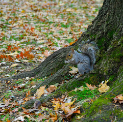 Gray Squirrel (Sciurus carolinensis) collects nuts in the park, Wild animals, Manhattan, New York, USA